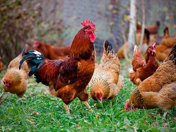 Породы куриц | ЗооТом - продажа, вязка и услуги для животных в Кяхте