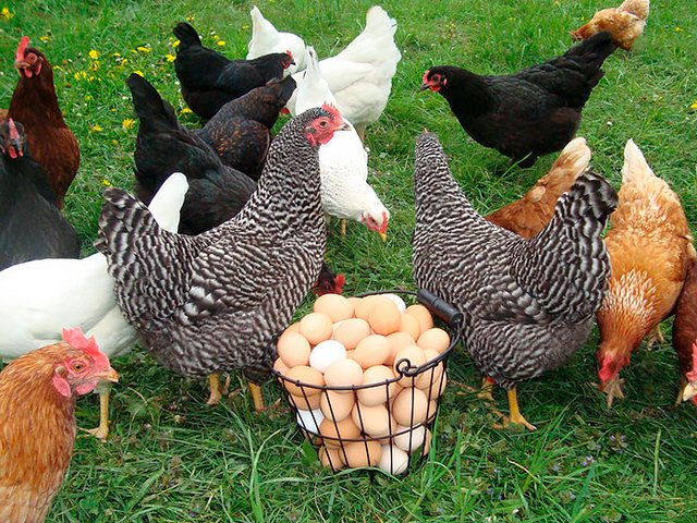 Содержание кур и уход за ними | ЗооТом - продажа, вязка и услуги для животных в Кяхте