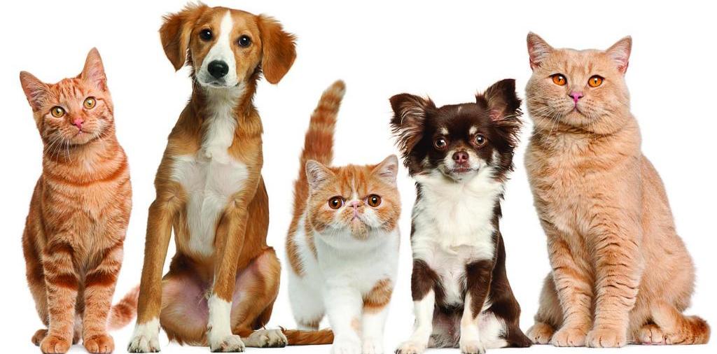 Доска объявлений о животных | ЗооТом - продажа, вязка и услуги для животных в Кяхте