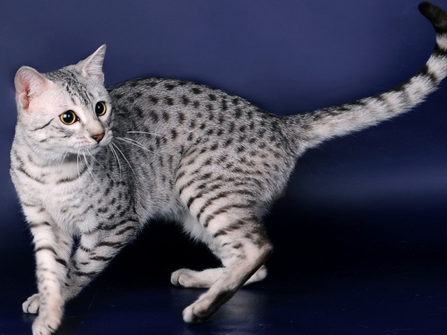Породы кошек в Кяхте | ЗооТом портал о животных