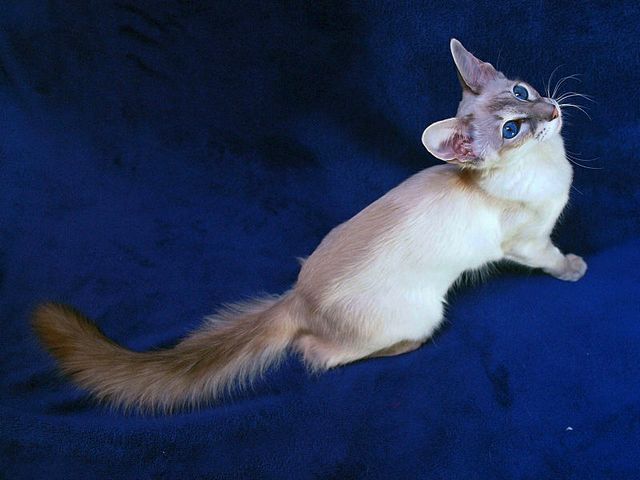 Выведенные породы кошек в Кяхте | ЗооТом портал о животных
