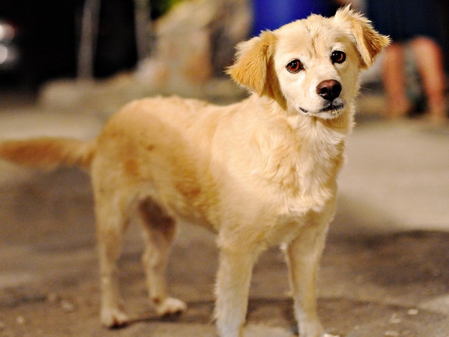Породы собак в Кяхте | ЗооТом портал о животных