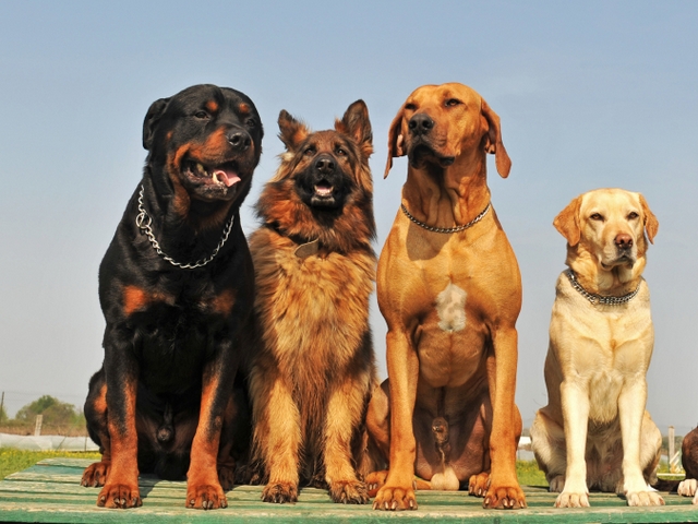 Крупные породы собак в Кяхте | ЗооТом портал о животных